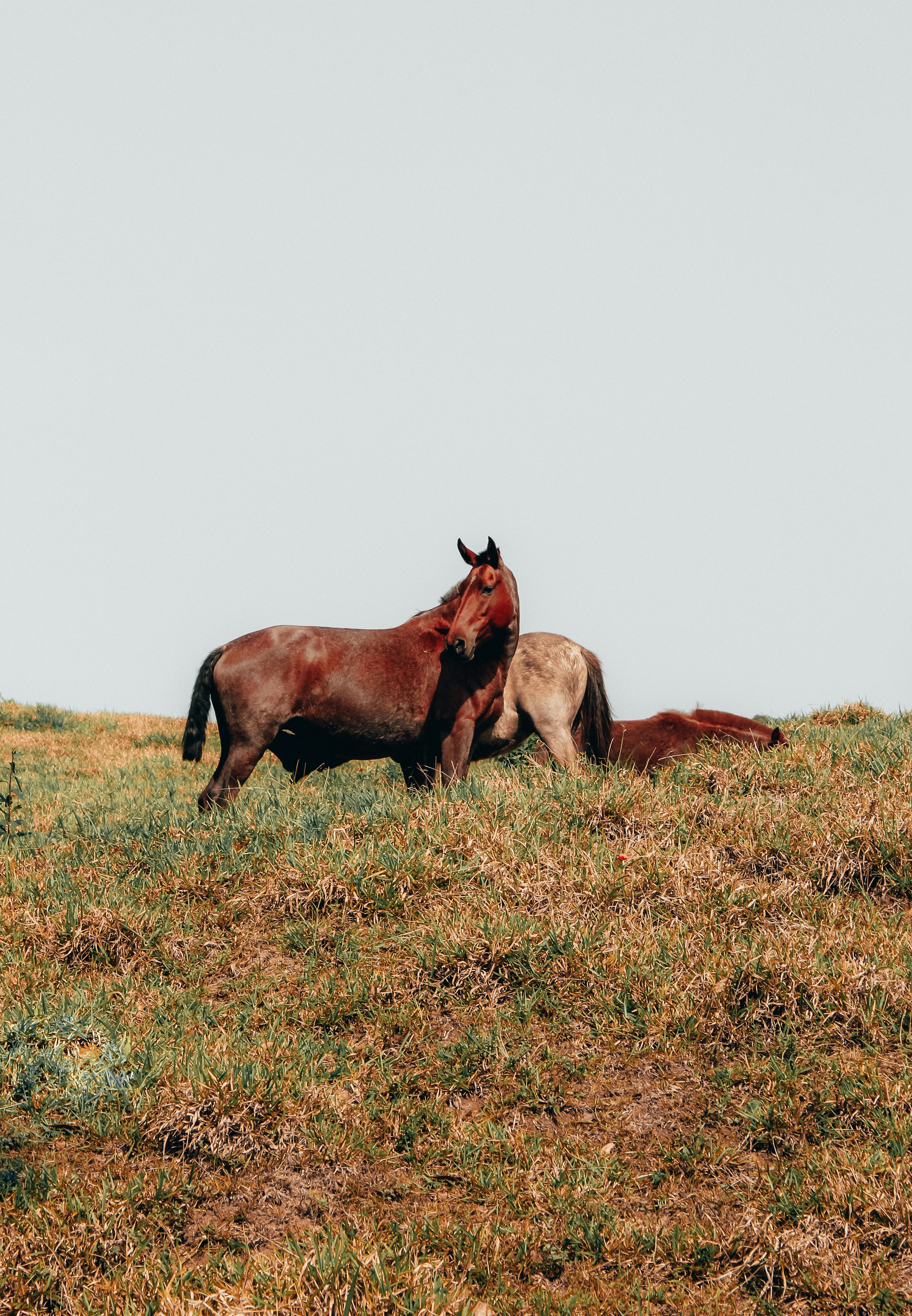three brown horses on green grass during daytime